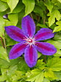 Clematis Wildfire IMG_6645 Powojnik